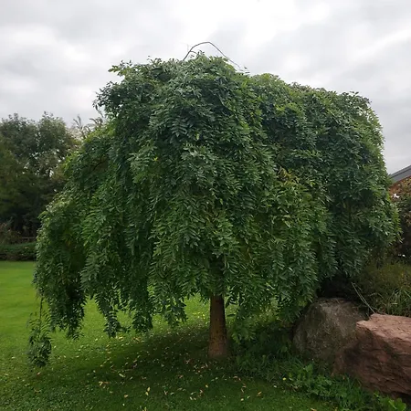 Farm stay Coi De Pera *