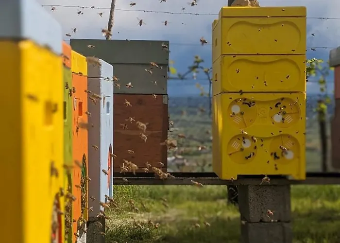 Coi De Pera * Ponte nellʼAlpi