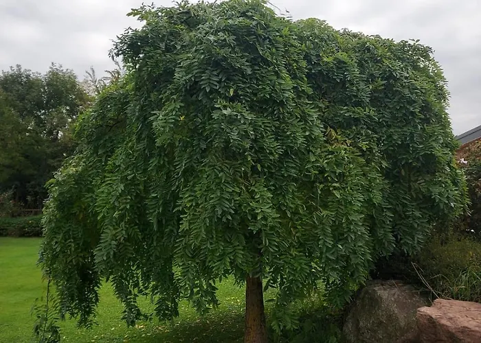 Alojamento de Turismo Rural Coi De Pera *